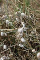 Xeropicta derbentina