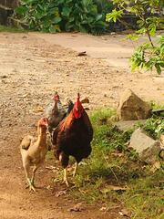 Gallus gallus domesticus