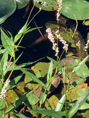 Persicaria hydropiperoides