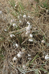 Xeropicta derbentina