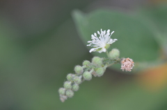 Croton ciliatoglandulifer