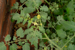 Solanum lycopersicum