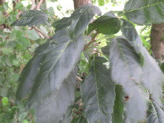 Fraxinus excelsior