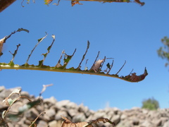 Lymantria dispar