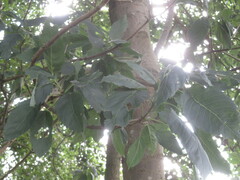 Fraxinus excelsior