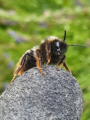 Bombus rupestris