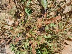 Lymantria dispar