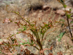 Lymantria dispar