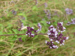 Origanum vulgare