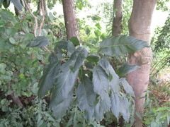 Fraxinus excelsior