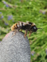 Bombus rupestris
