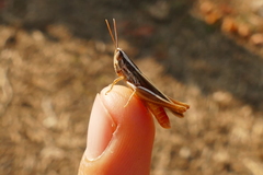 Euchorthippus chopardi