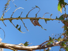 Lymantria dispar