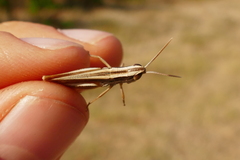 Euchorthippus chopardi