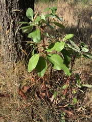 Arbutus menziesii