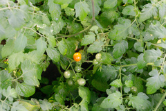 Solanum lycopersicum