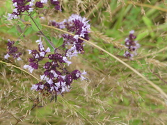 Origanum vulgare