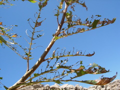Lymantria dispar
