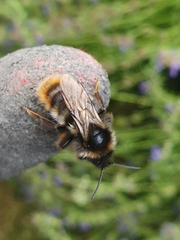 Bombus rupestris
