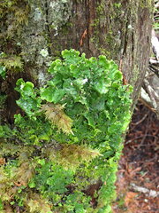 Peltigera