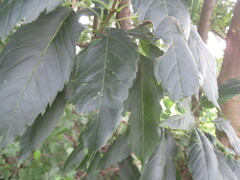 Fraxinus excelsior
