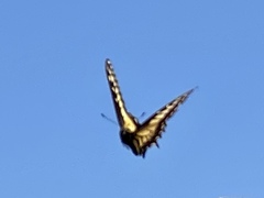 Papilio zelicaon