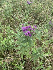 Vernonia missurica
