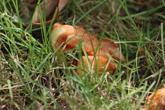 Drosophilidae