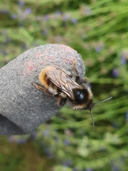 Bombus rupestris