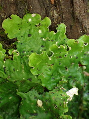 Peltigera