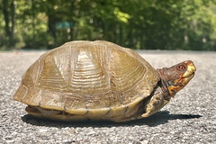 Terrapene carolina triunguis