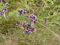 Origanum vulgare