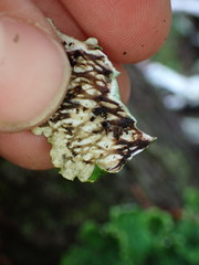 Peltigera