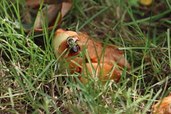 Drosophilidae