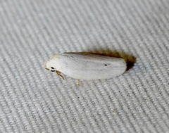 Antaeotricha albulella