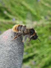 Bombus rupestris