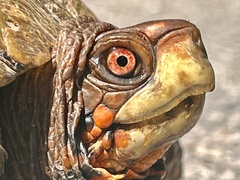 Terrapene carolina triunguis