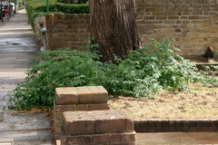 Solanum lycopersicum