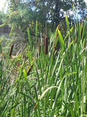 Typha latifolia