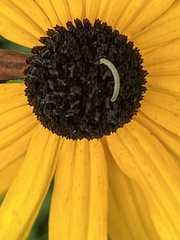Eupithecia miserulata