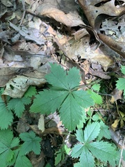 Potentilla simplex