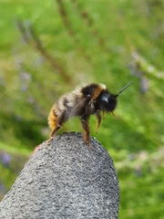Bombus rupestris
