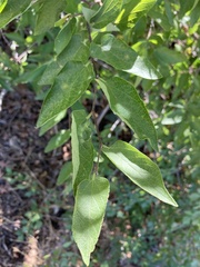 Celtis reticulata