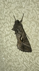 Autographa gamma
