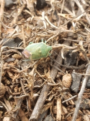 Chlorochroa