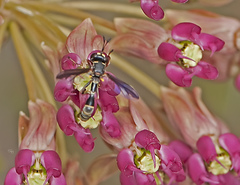 Physocephala marginata