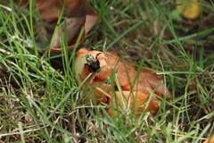 Drosophilidae