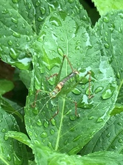 Leptophyes punctatissima