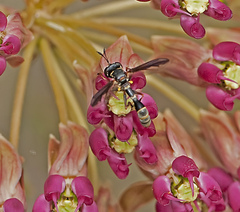 Physocephala marginata