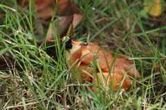 Drosophilidae